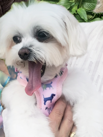 Pink Puppies Harness (Color: Pink, size: XS)