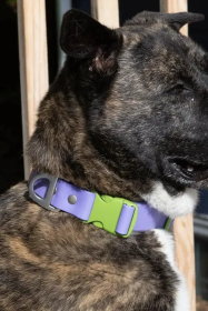 Lavender Garden Waterproof Dog Collar (size: 20 - 26 inch)
