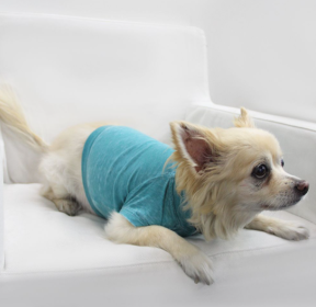 Doggy Tee (Color: Peacock, size: small)