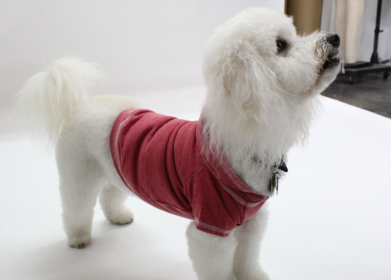 Doggy Hoodie French Terry (Color: Brick, size: XS)